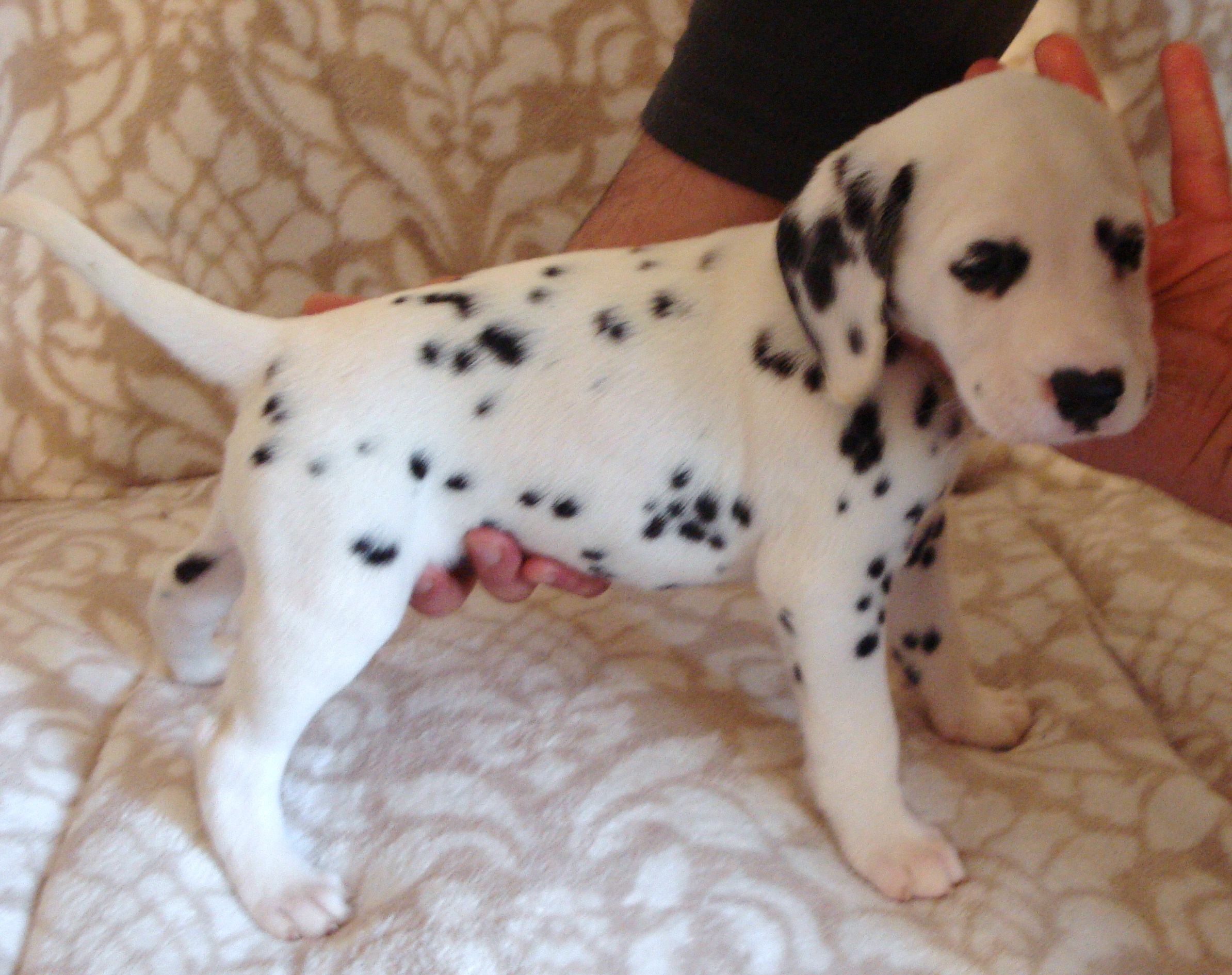 Lovely Boy