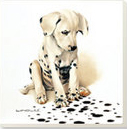Dalmatian Puppy